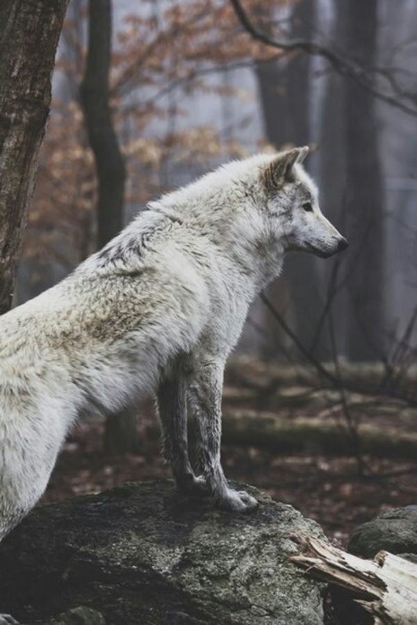 Hình hình họa chó sói vô rừng