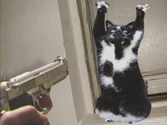 Ảnh chế mèo bị dọa bắn súng