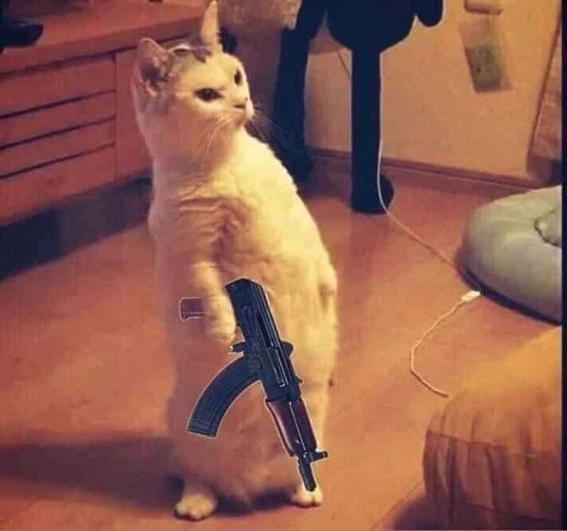 Ảnh chế mèo cầm súng AK