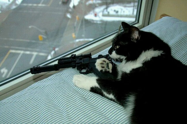 Ảnh chế mèo cầm súng bắn tỉa