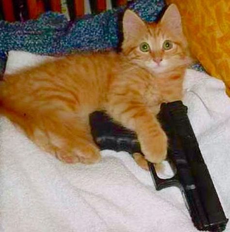 Ảnh chế mèo cầm súng dễ thương