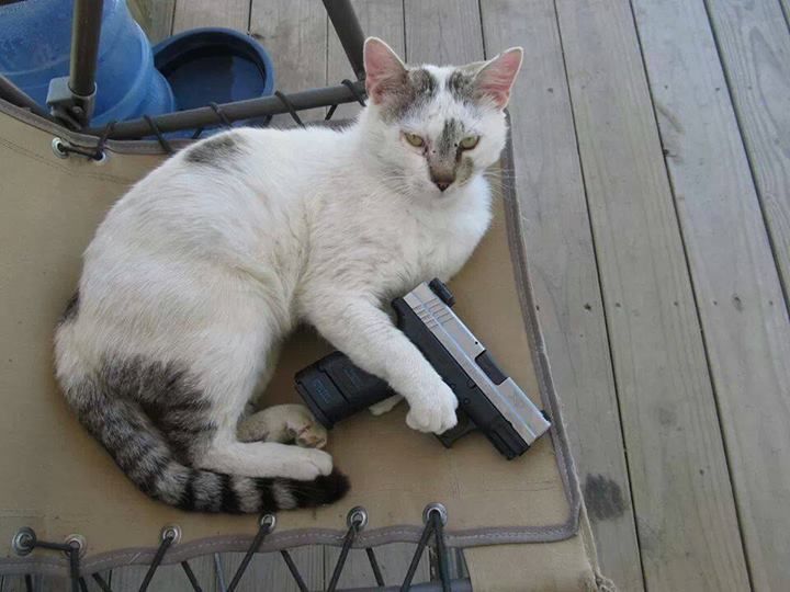 Ảnh chế mèo cầm súng đẹp nhất