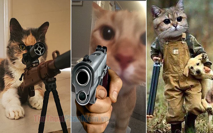 hình ảnh con mèo cầm súng