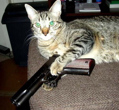 Ảnh chế mèo cầm súng lục cute