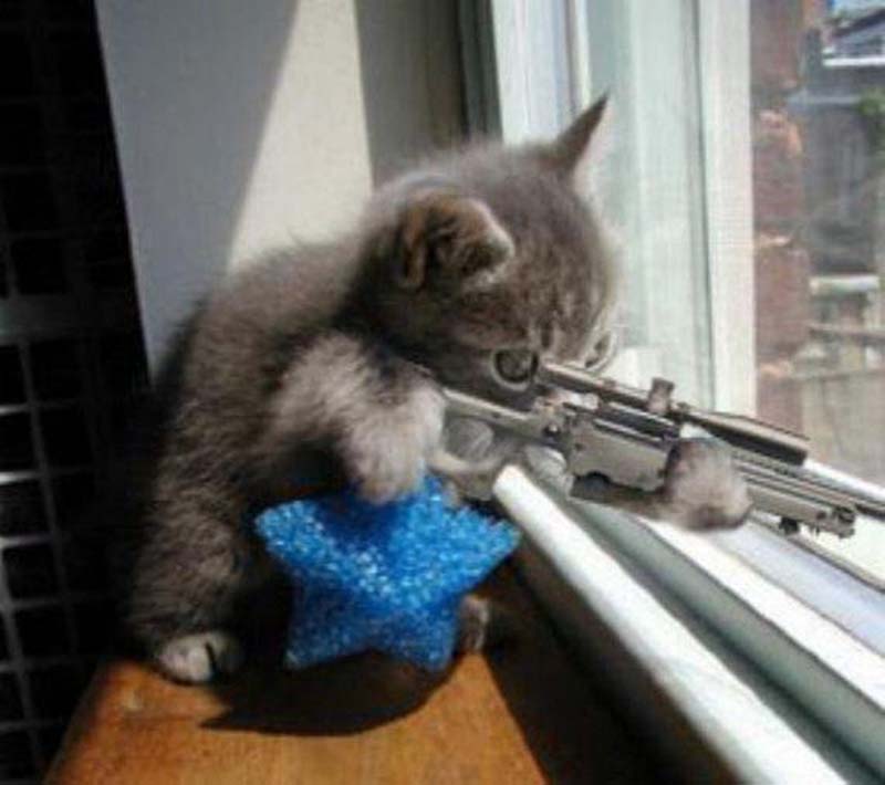 Ảnh chế mèo cầm súng ngắm bắn