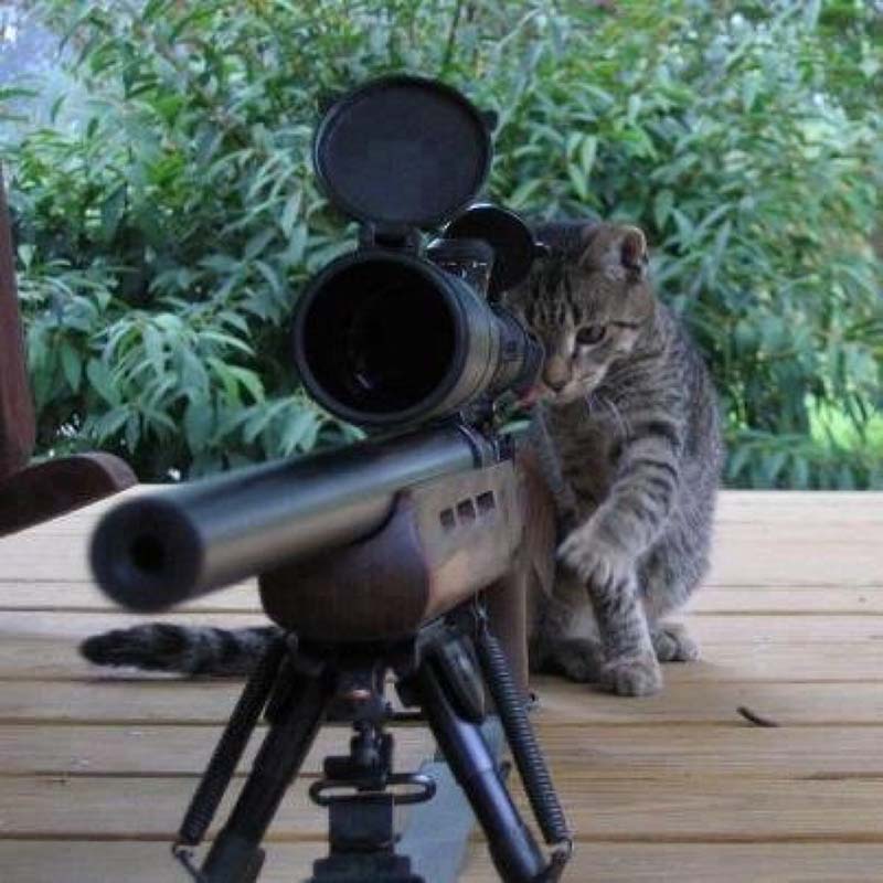 Ảnh chế mèo cầm súng trường
