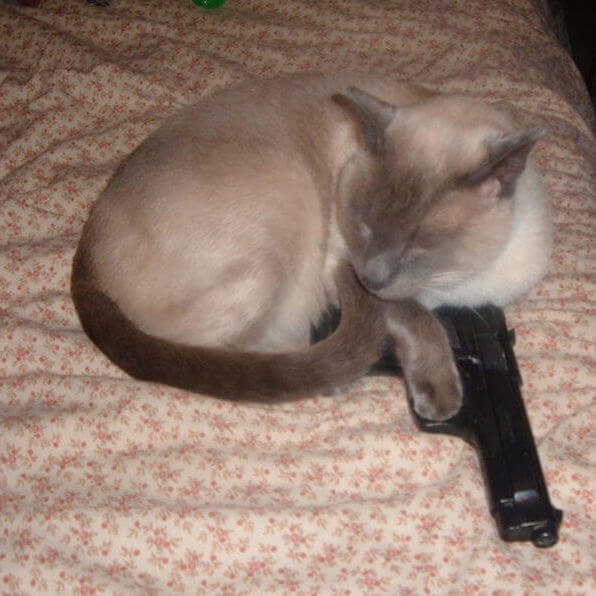 Ảnh chế mèo ôm súng