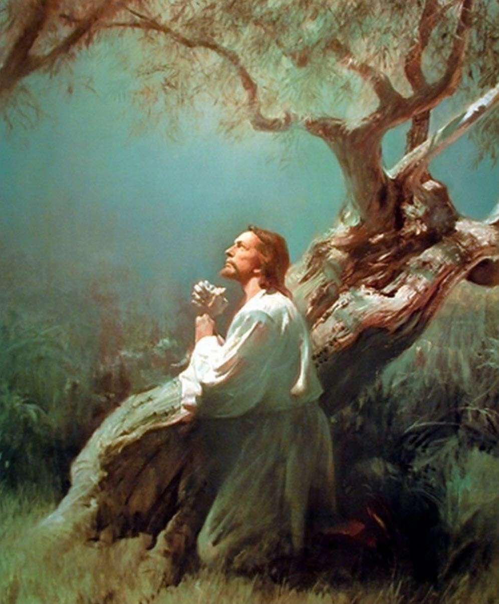 Hình ảnh Chúa Giêsu đang cầu nguyện dưới gốc cây