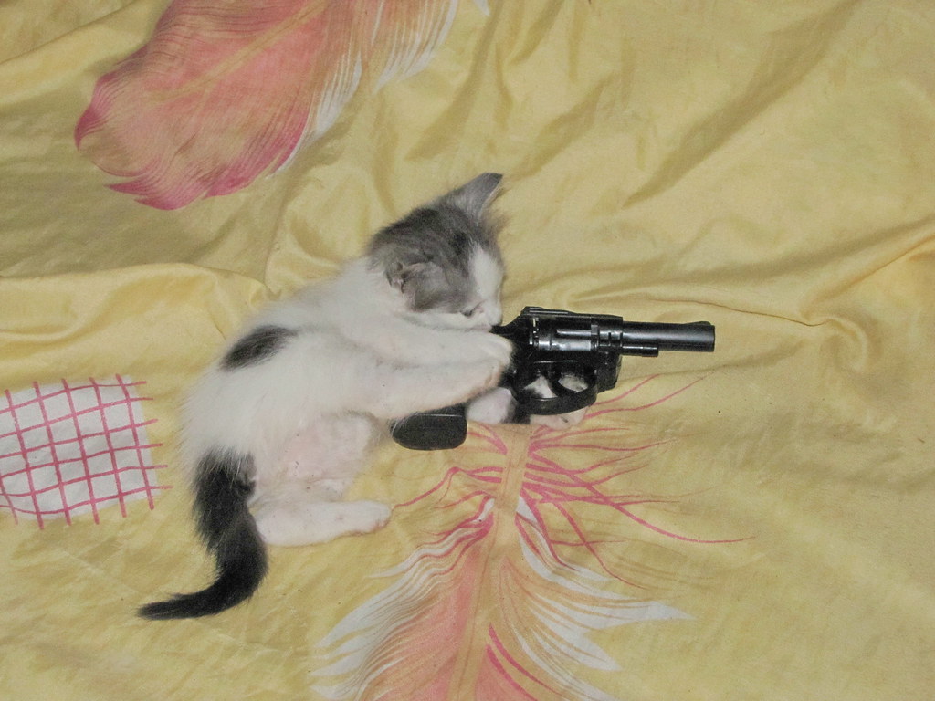 Hình ảnh chế mèo cầm súng bắn đẹp