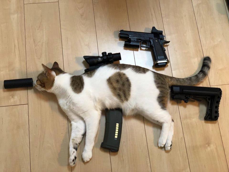 Hình ảnh chế mèo cầm súng cực chất
