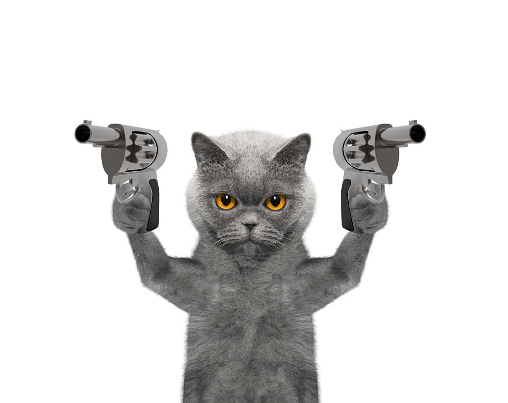 Hình ảnh chế mèo cầm súng hai tay