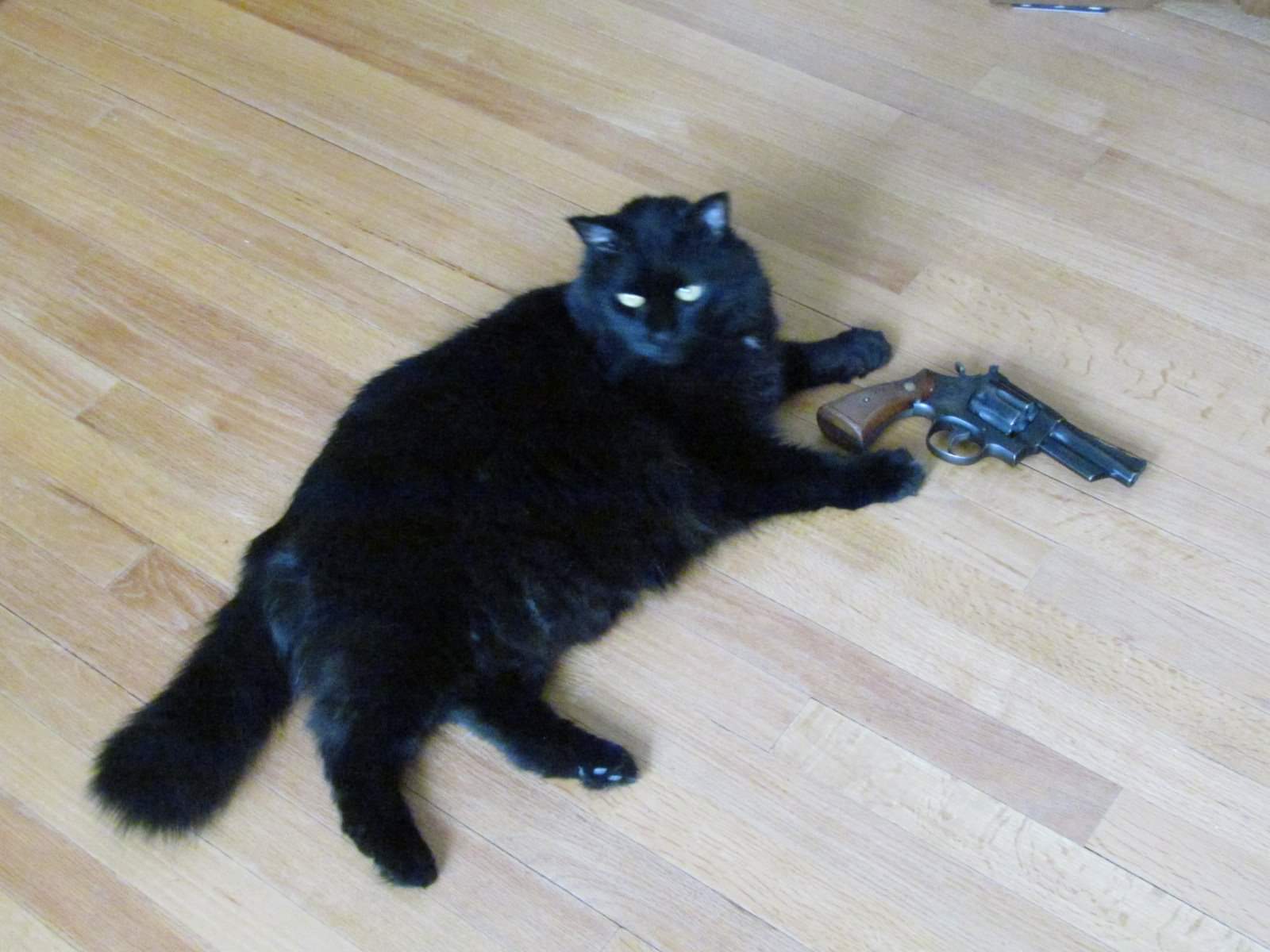Hình ảnh chế mèo đen cầm súng