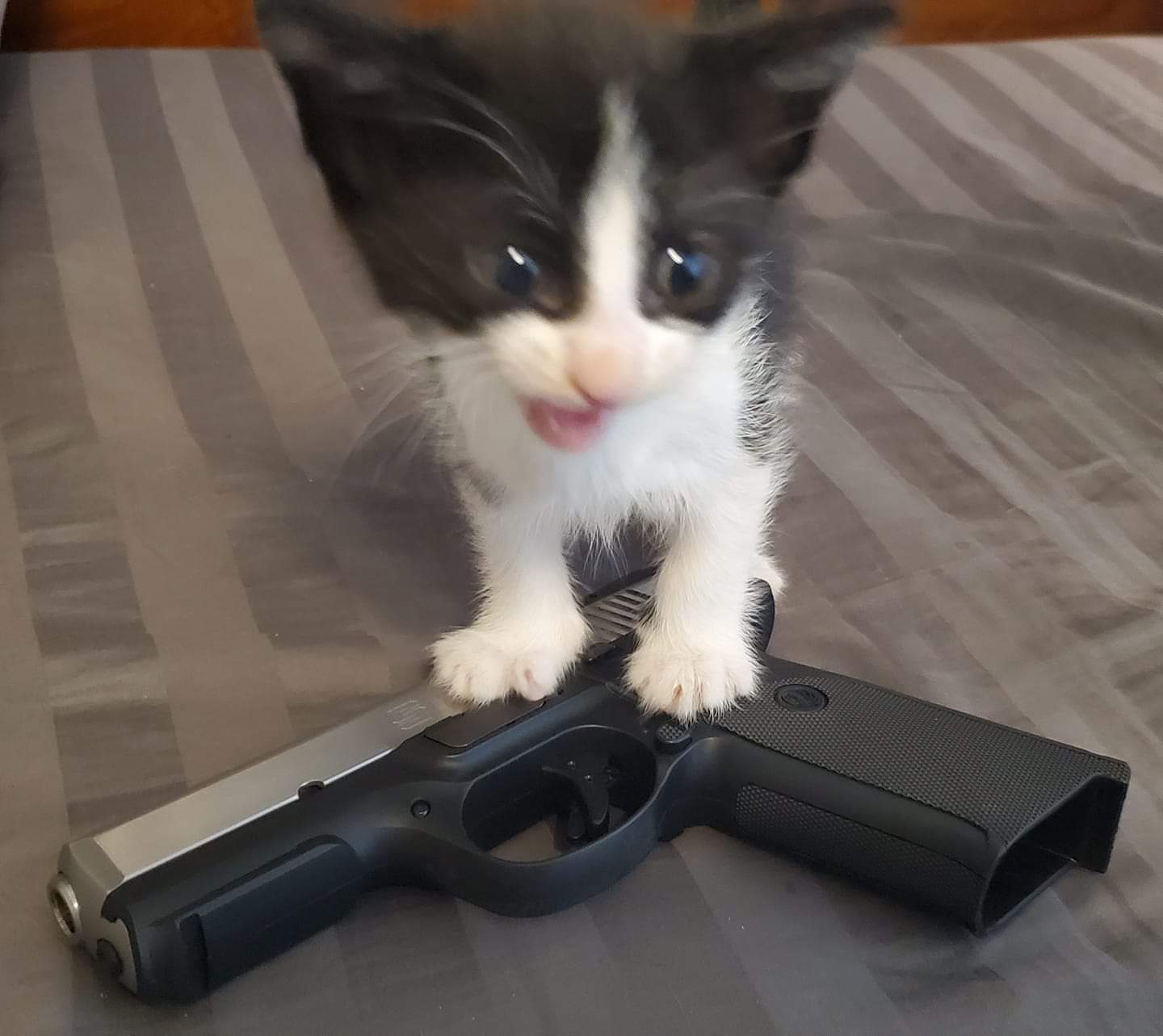 Hình ảnh chế mèo giữ súng