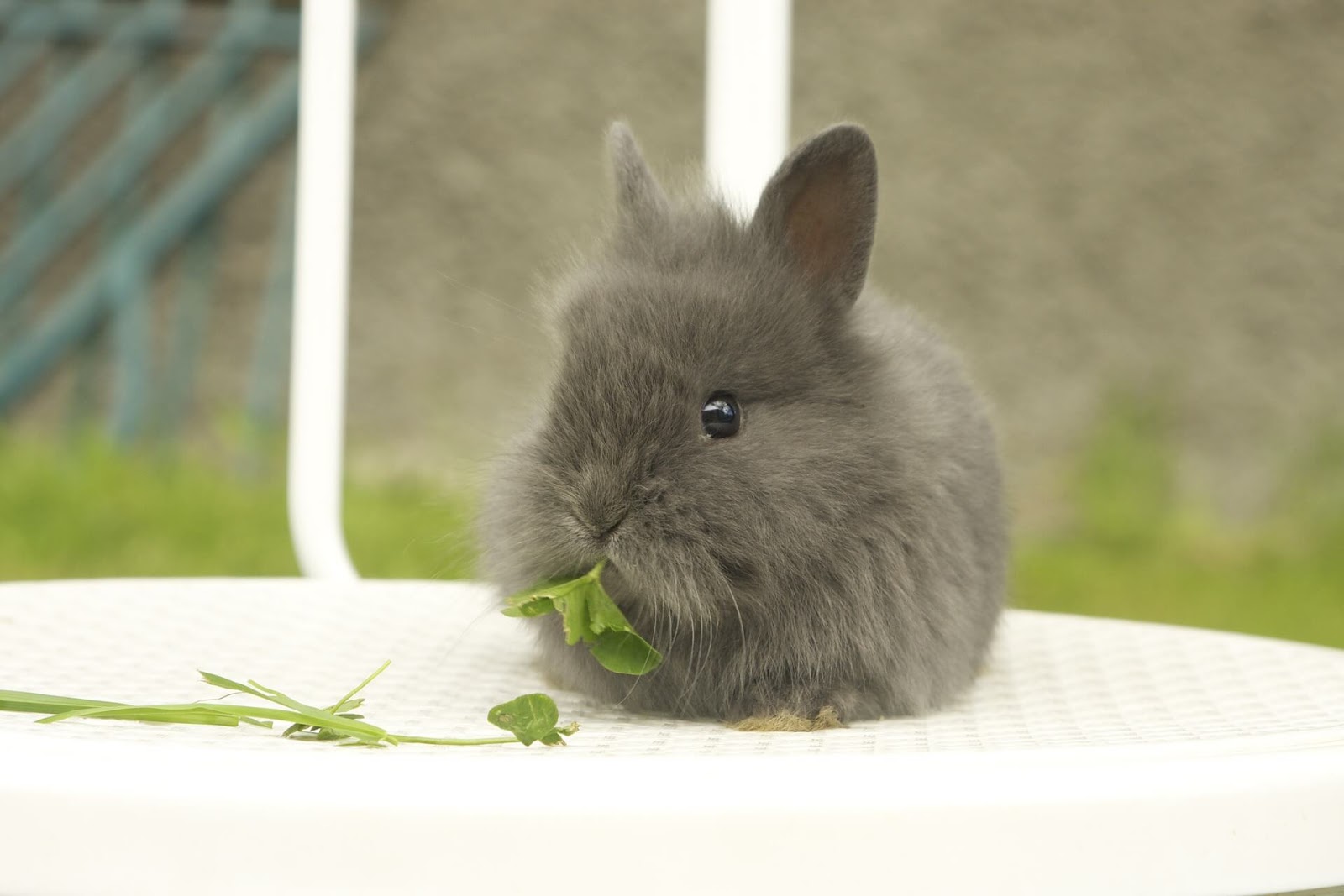 Hình ảnh thỏ con cute tuyệt đẹp