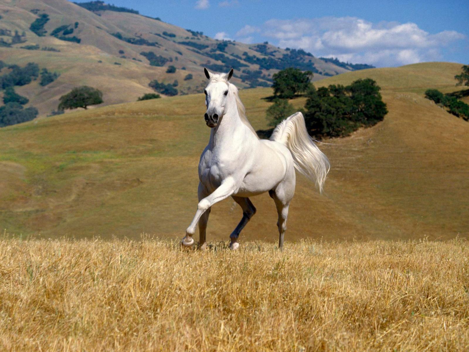 Hình nền ngựa trắng mã đáo thành công đẹp