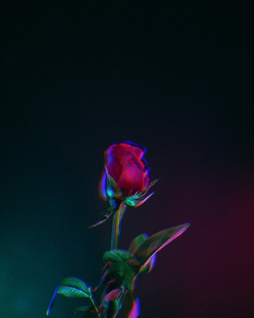 Hình ảnh đẹp về hoa hồng buồn