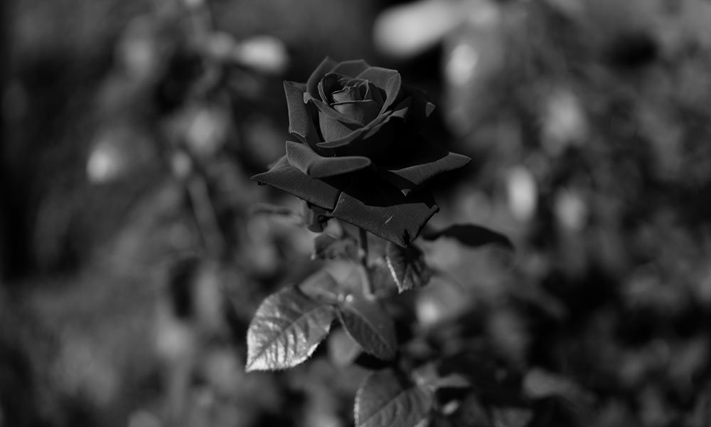 Ảnh hoa hồng buồn đẹp