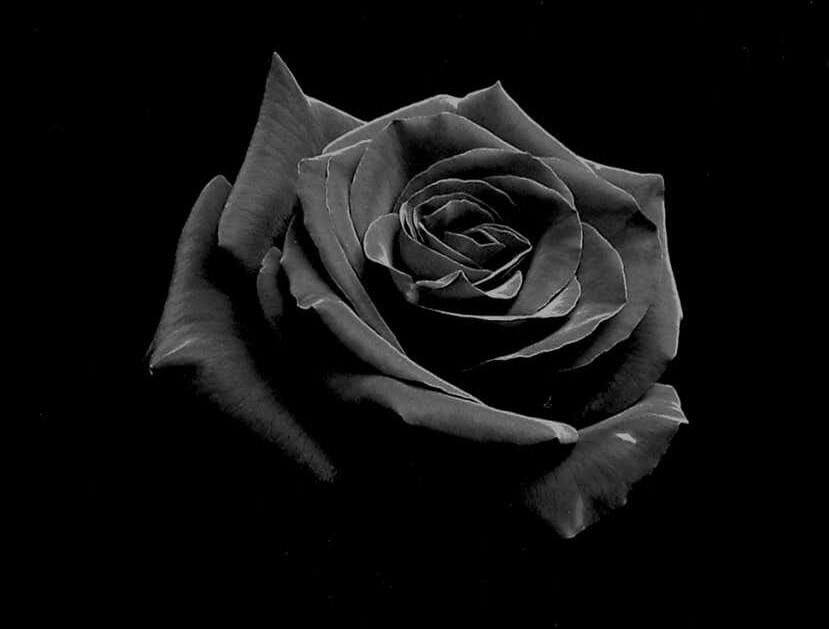 Ảnh hoa hồng đen buồn