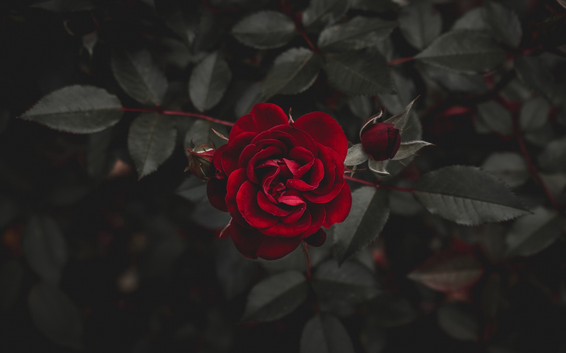 Hình ảnh hoa hồng buồn nhất – HTNC