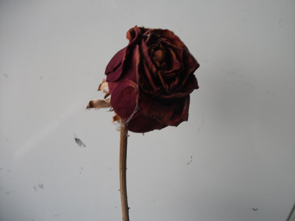 Hình ảnh hoa hồng buồn rất đẹp