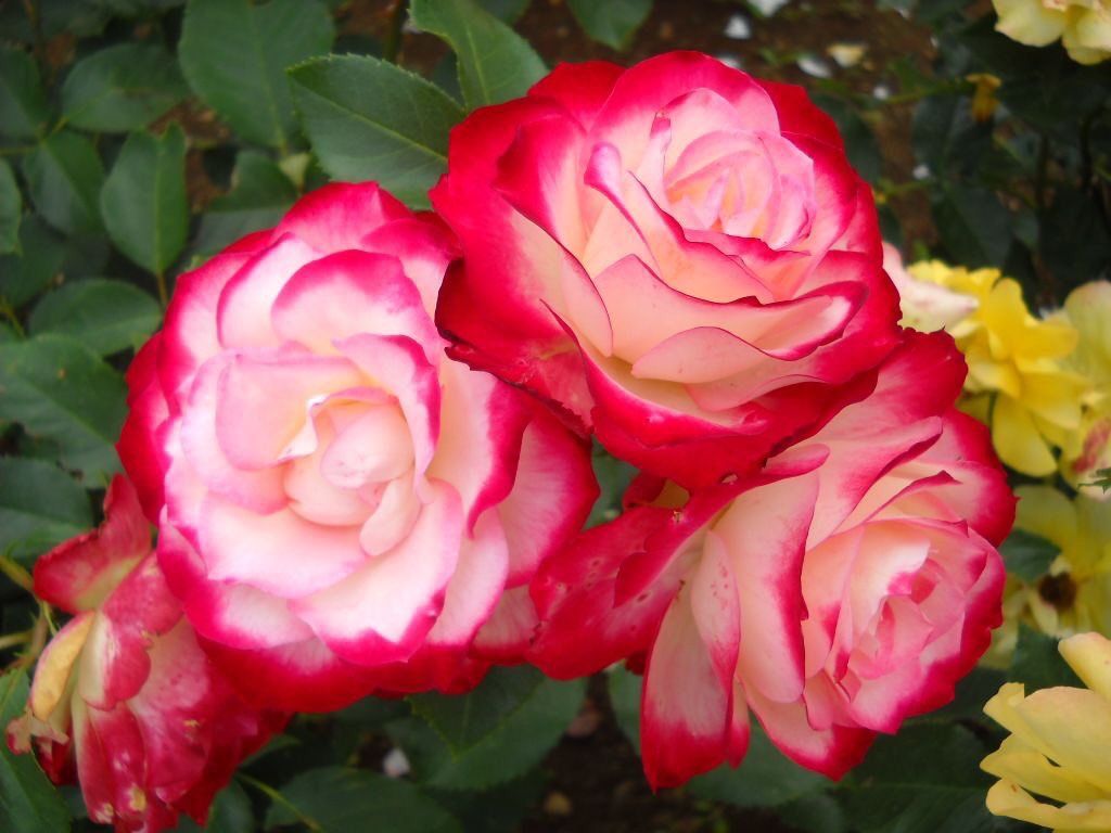 Hình ảnh hoa hồng cực đẹp