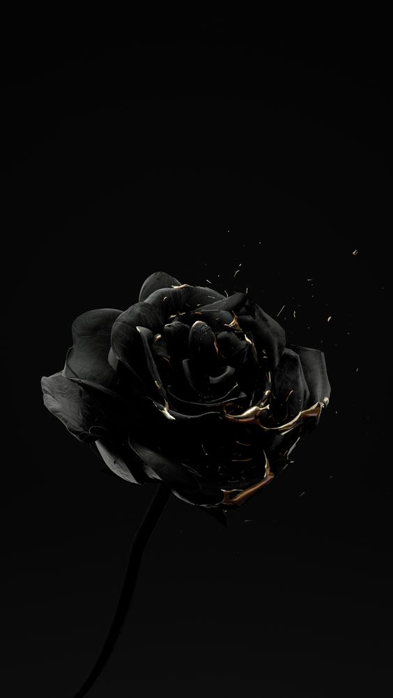 Hình ảnh hoa hồng đen