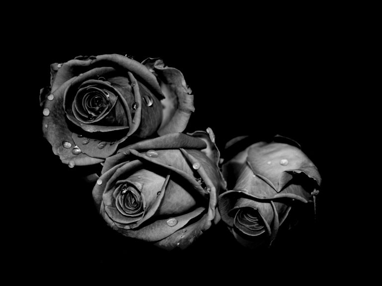 Hình ảnh hoa hồng tối màu