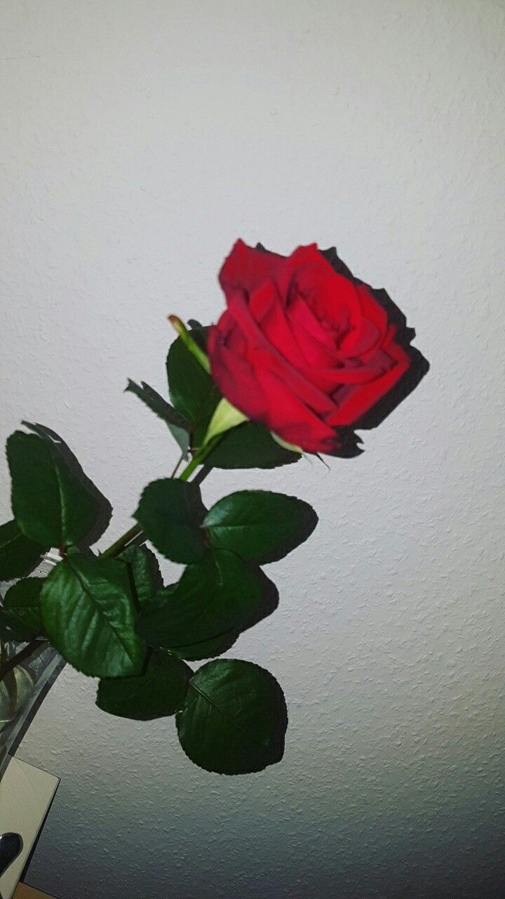 Hình hoa hồng buồn đẹp nhất
