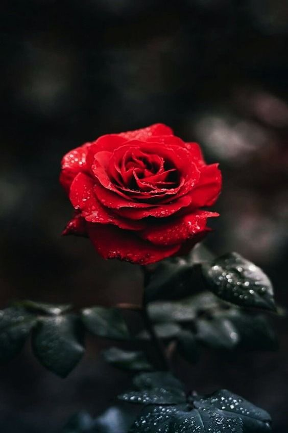 Hình ảnh hoa hồng buồn đẹp nhất