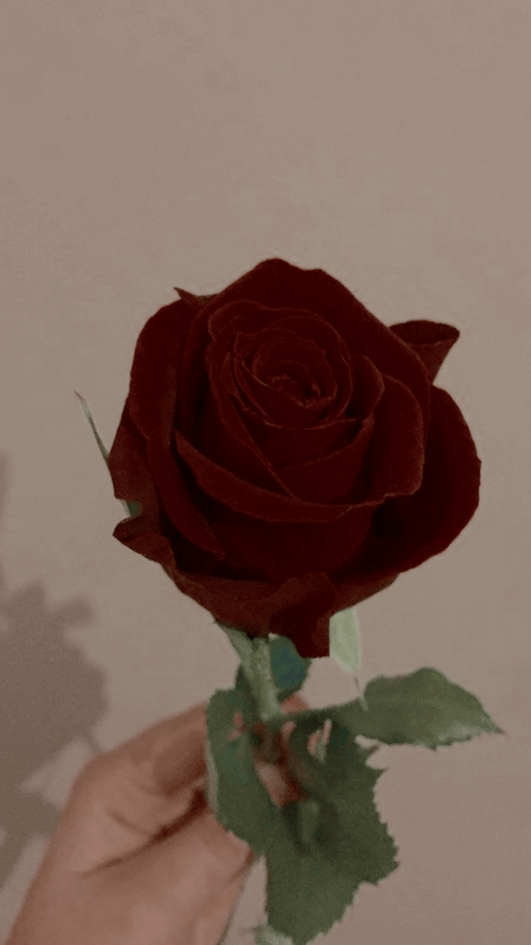 Hình hoa hồng buồn đẹp