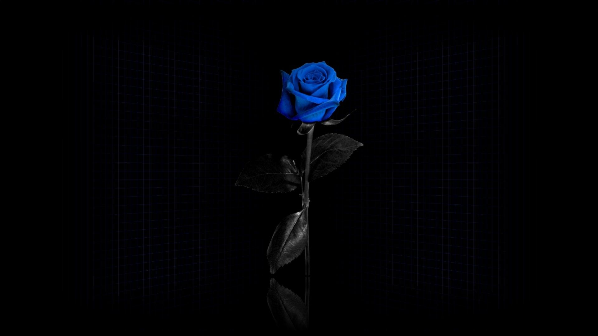 Hình hoa hồng buồn rất đẹp