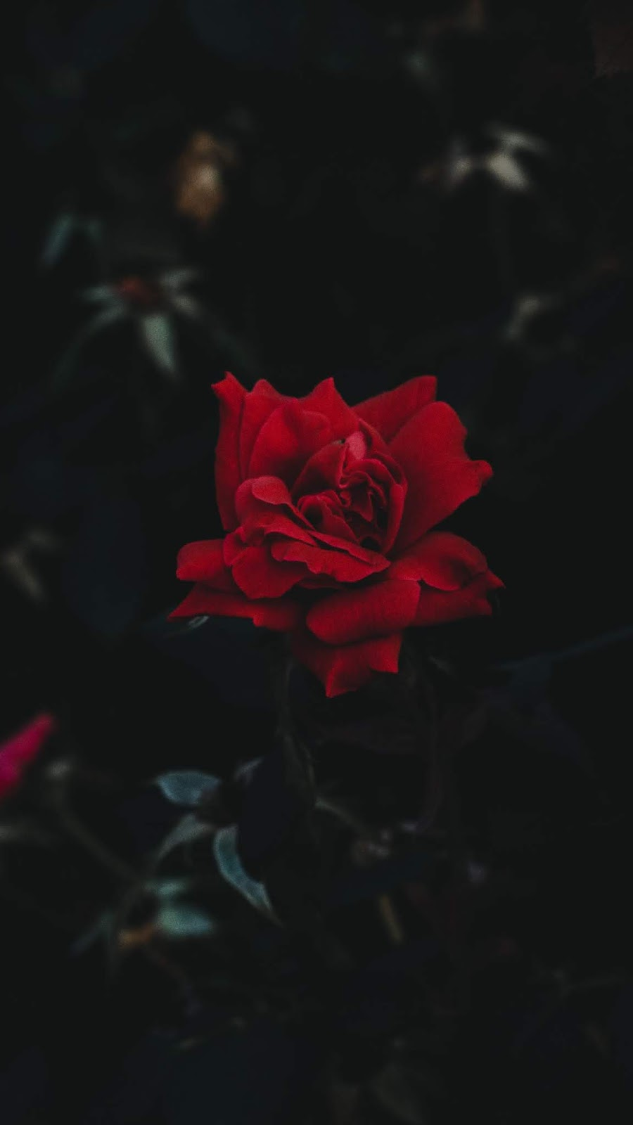 Hình ảnh hoa hồng buồn nhất – HTNC