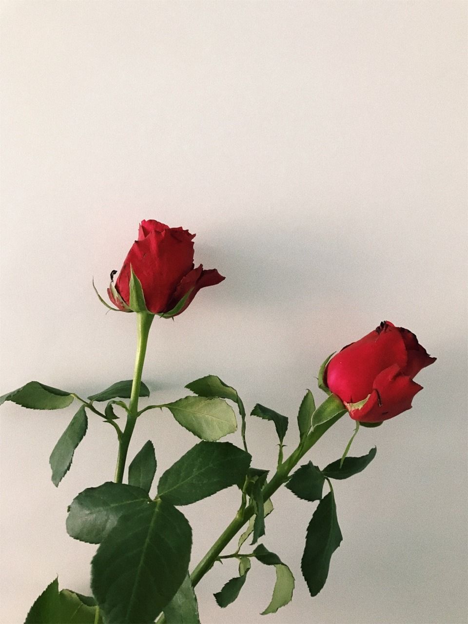Hình hoa hồng cực đẹp