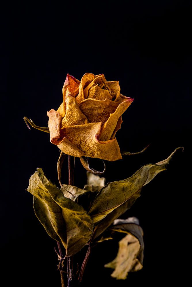 Hoa hồng buồn cực đẹp