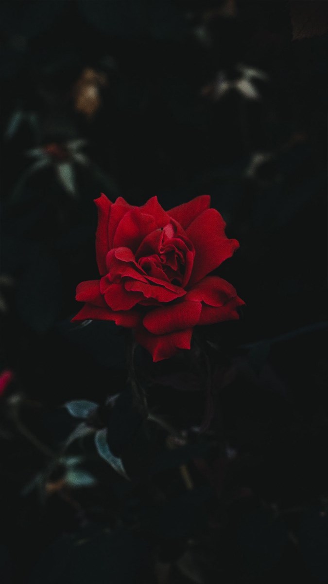 Hoa hồng buồn đẹp nhất