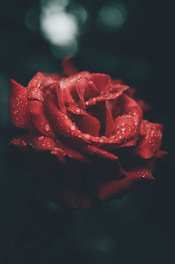 Hoa hồng đẹp buồn