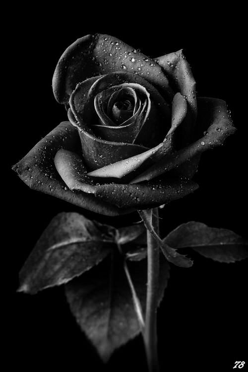 Hoa hồng buồn đẹp quá