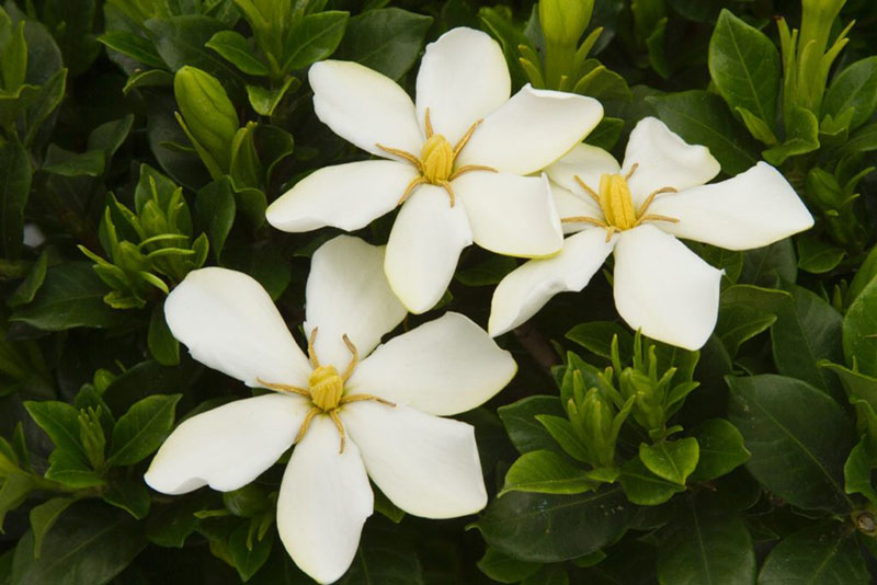 Hình ảnh bông hoa Dành Dành trắng