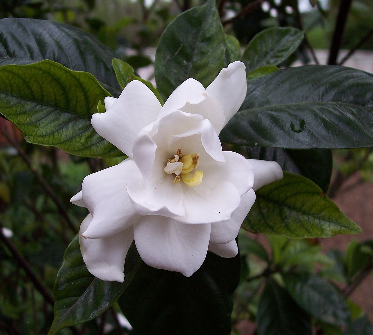 Hình ảnh hoa Dành Dành trắng