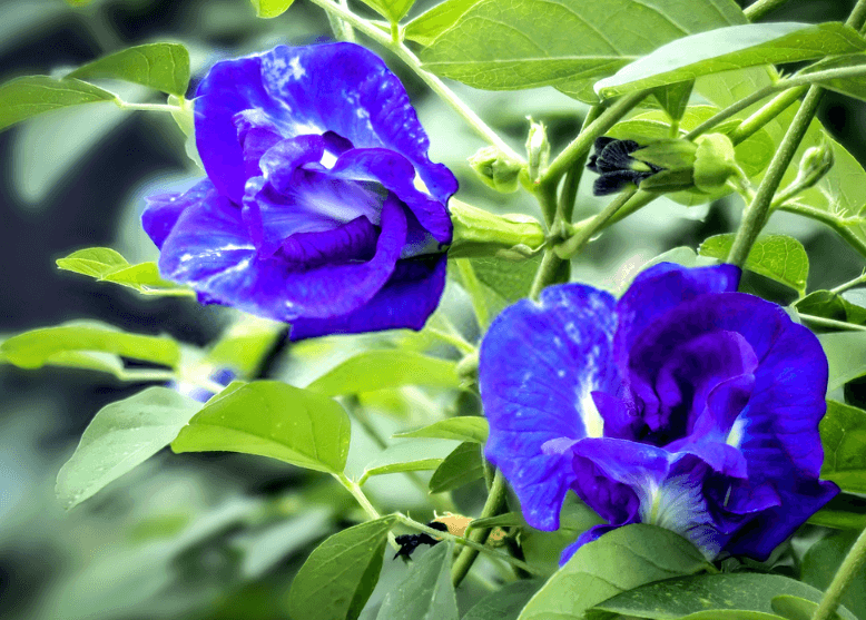 Hình ảnh hoa đậu biếc xanh cực đẹp