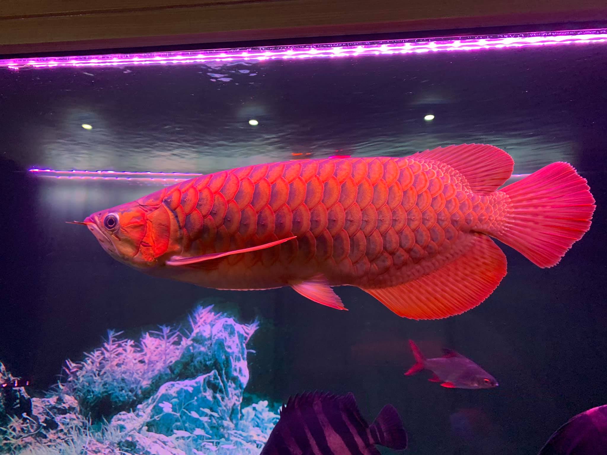 Những dòng cá rồng đắt tiền nhất hiện nay Thái Hòa Aquarium