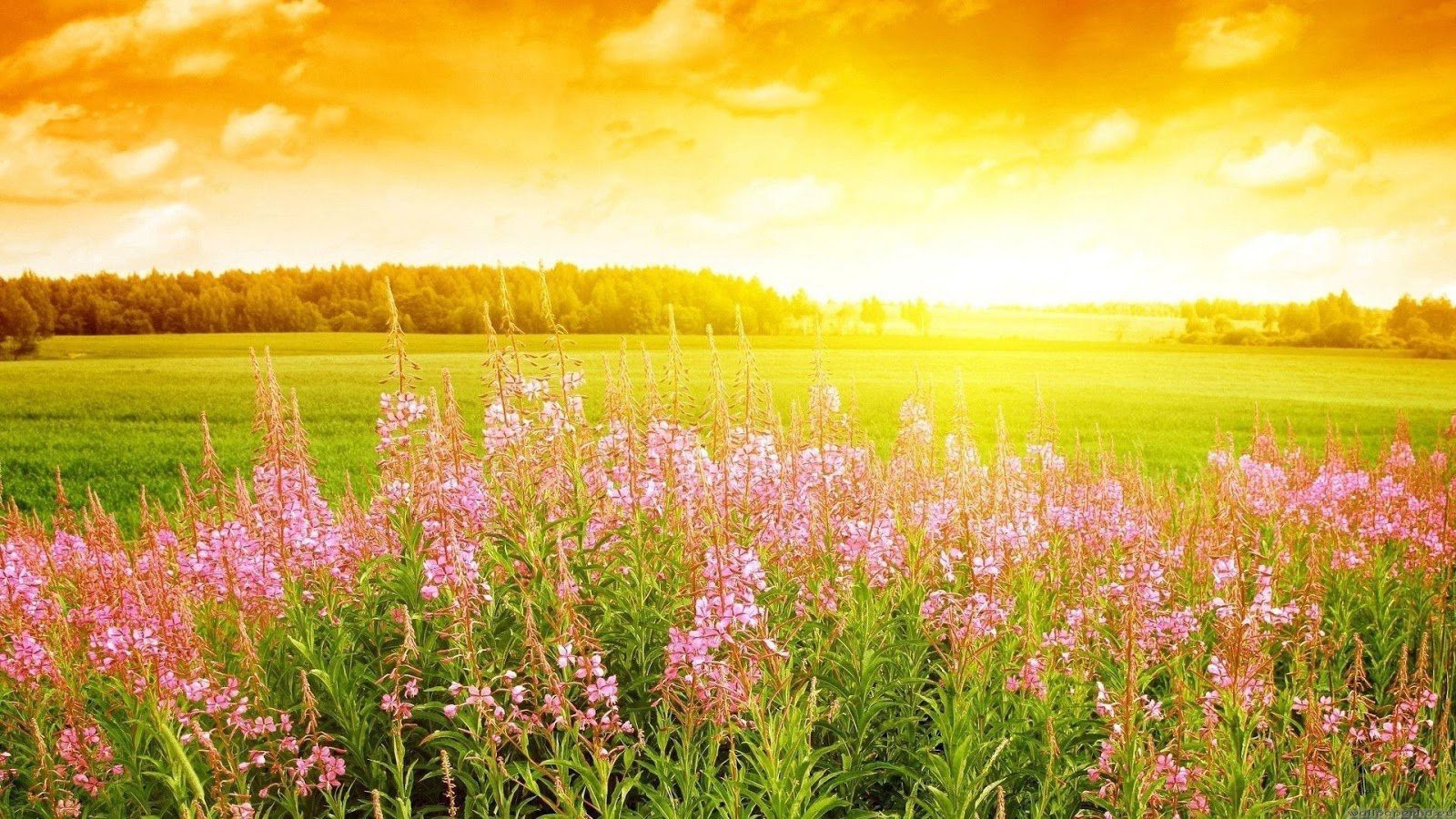 Chia sẻ hơn 64 về hình nền cánh đồng hoa hay nhất - cdgdbentre.edu.vn