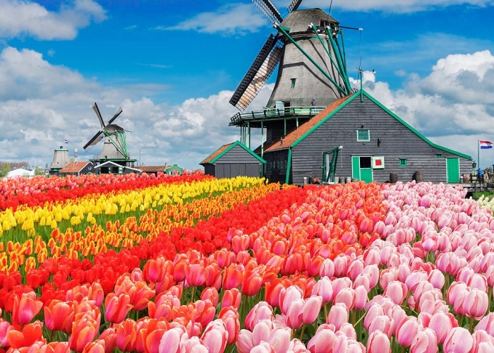 Ảnh cánh đồng hoa ở Hà Lan