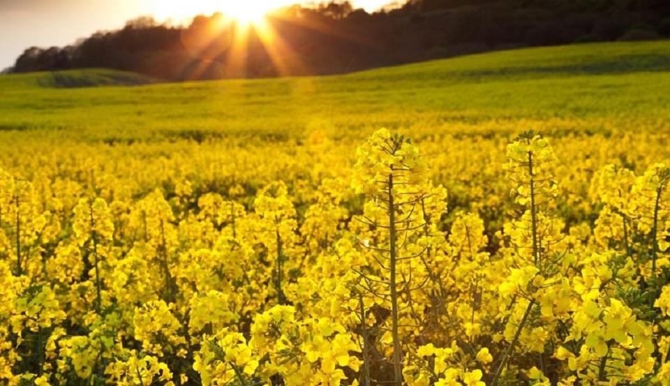 Hình ảnh bình minh trên cánh đồng hoa vàng