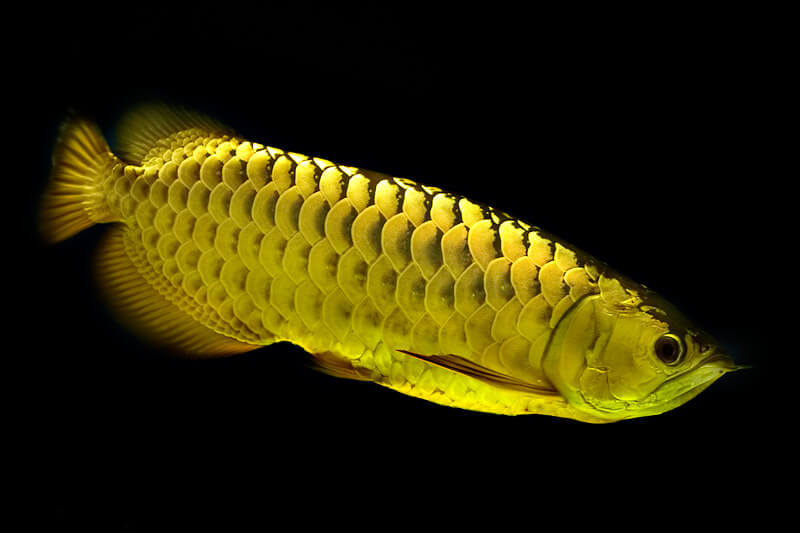 Hình ảnh cá rồng vàng