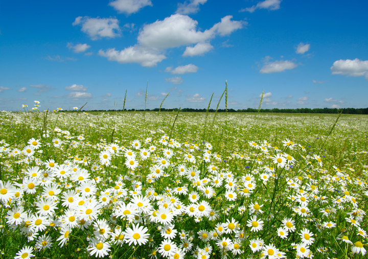 Hình ảnh cánh đồng hoa cúc họa mi