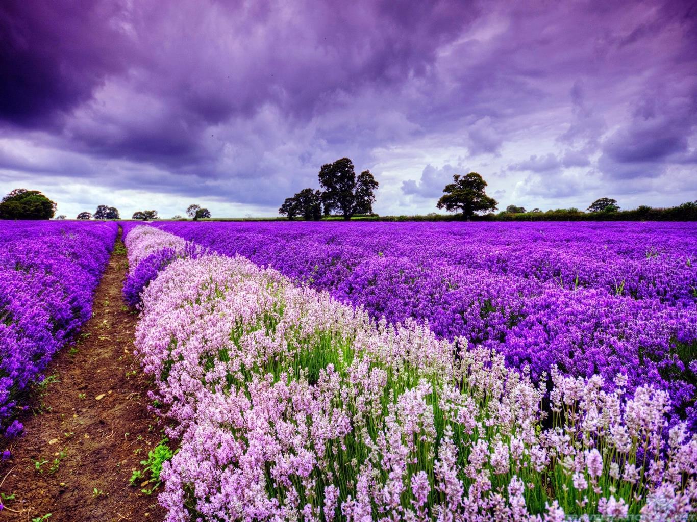 Hình ảnh cánh đồng hoa Lavender
