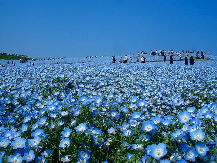 Hình ảnh cánh đồng hoa ở Nhật Bản