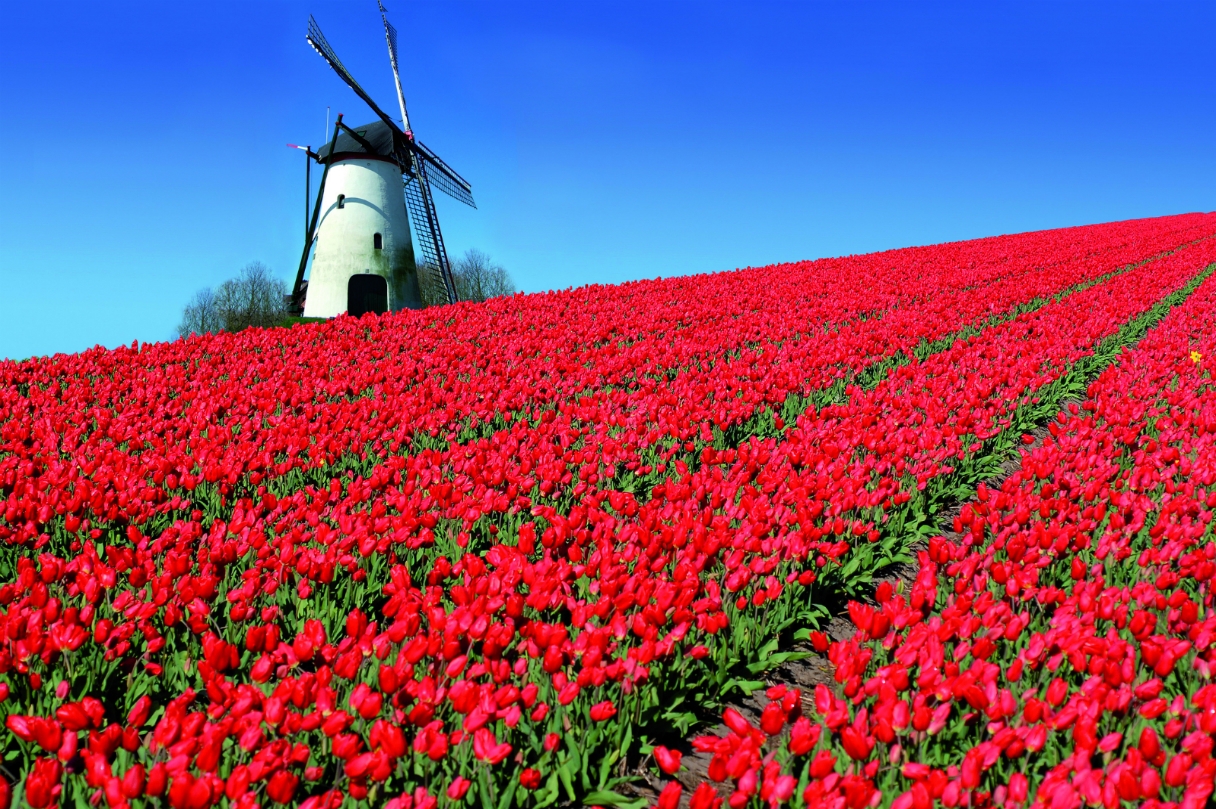 Hình ảnh cánh đồng hoa tulip đỏ
