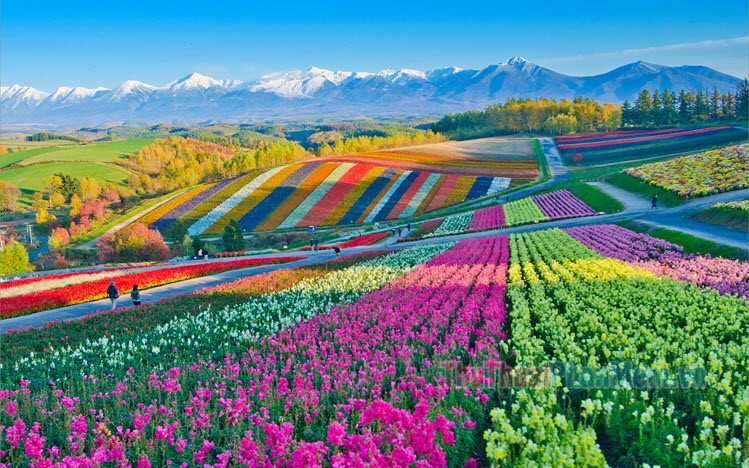 Hình ảnh cánh đồng hoa tuyệt đẹp